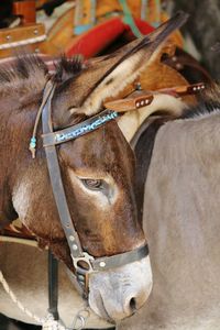 Side view of mule