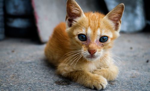 Close-up portrait of brown kitten relaxing on footpath