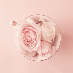 Close-up of pink rose