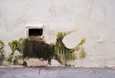 Plants against wall