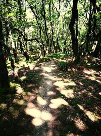 Trees in forest