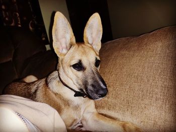 Portrait of dog relaxing on sofa