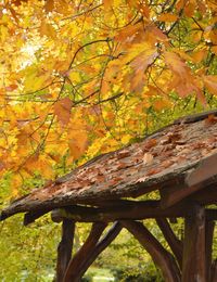 View of tree in park