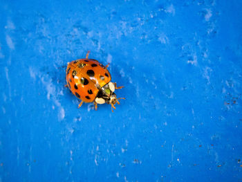 Close-up of ladybug on blue water