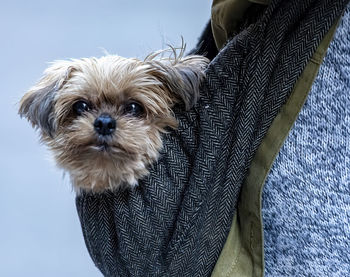 Close-up portrait of dog