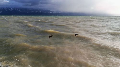 Swans swimming in sea against sky