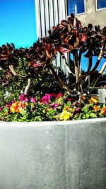 Close-up of potted plant