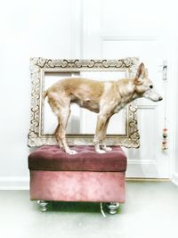 Dog sitting on chair at home