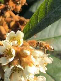 Close-up of bee on flower