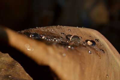 Close-up of water drops on leaf