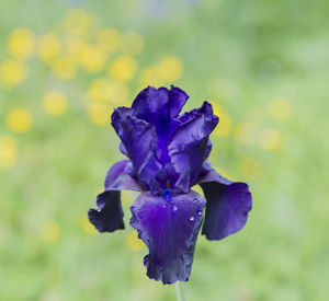 Close-up of purple iris blooming outdoors