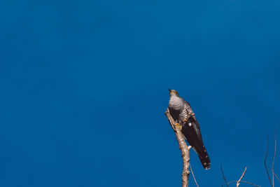 Low angle view of a bird