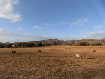 Sheep grazing on field against sky