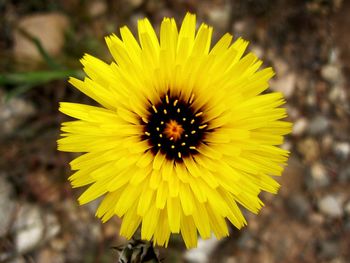 Close-up of yellow flower