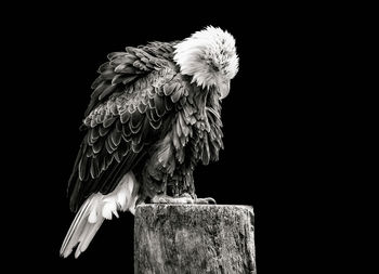 Close-up of bird perching on wooden post