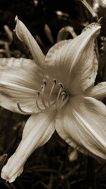 Close-up of white flower