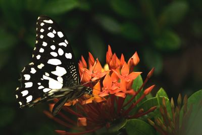 Close-up of butterfly pollinating on flower