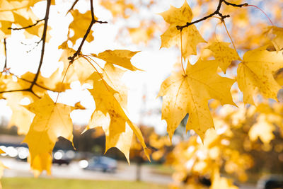 Nature in autumn. yellow maple leaves on a tree branch on a sunny day.