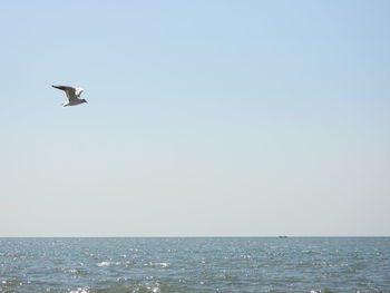 Seagull flying over sea against clear sky