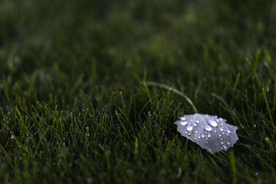 Close-up of water drops on grass