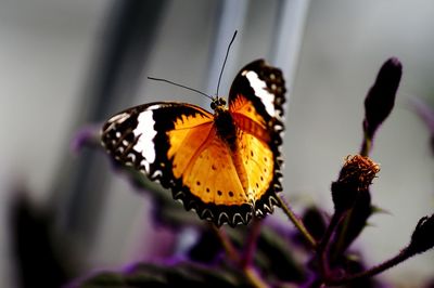 Close-up of butterfly on purple flower