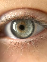 human eye