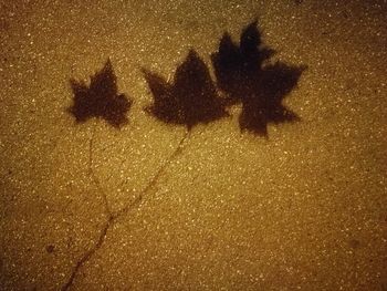 Close-up of shadow at night