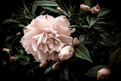 Close-up of white flowers blooming outdoors