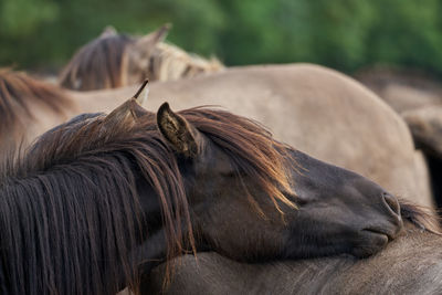 Close-up of a horse