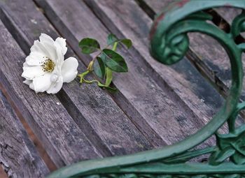 Close-up of white flowering plant