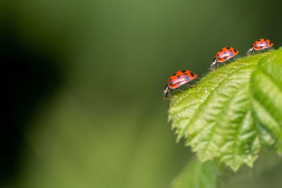 Many ladybugs on green leaves show natural organic pest control as plant louse killers