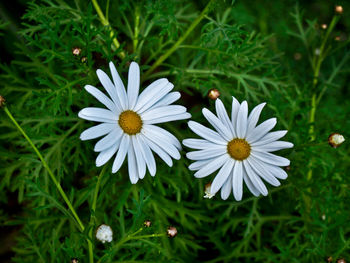 Close-up of white flowers blooming outdoors