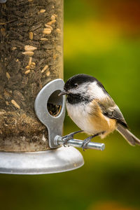 Close-up of bird perching on metal feeder