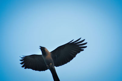 Low angle view of bird flying in sky