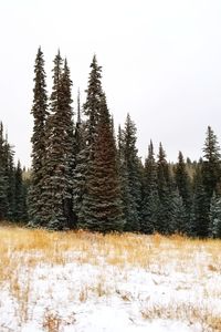 Pine trees in forest against sky