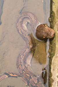 High angle view of rusty metal