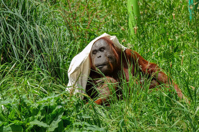 Orangutan relaxing in the sun with a sack over his head for shelter.