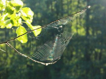 Close-up of spider web