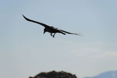 Low angle view of eagle flying in sky