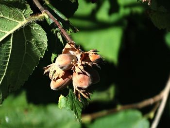 Close-up of insect on plant