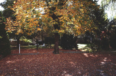 Sunlight falling on trees in park during autumn