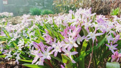 Close-up of purple flowering plants