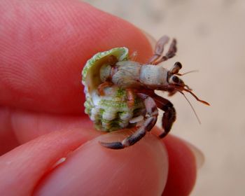 Close-up of hand holding leaf