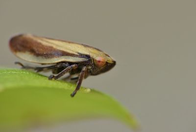 Close-up of fly on leaf