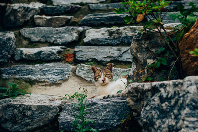 Portrait of cat on rock