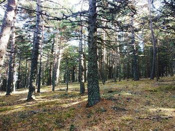 Pine trees in forest