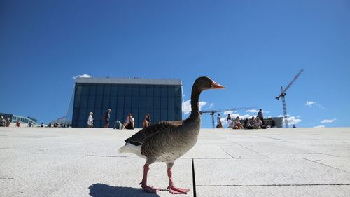 View of a bird against the sky