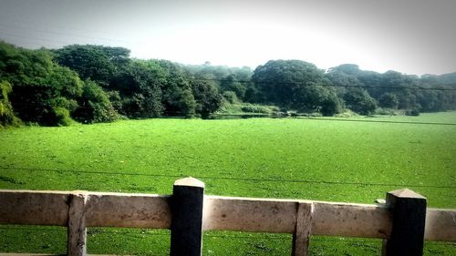 Close-up of grass and trees against sky