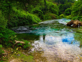 Scenic view of river stream amidst trees in forest