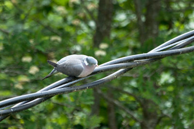 Close-up of bird perching on tree